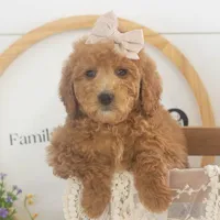 Lillian - Mini, a female Goldendoodle for sale in Goshen, IN – Photo 5 of 10