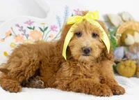 Lillian - Mini, a female Goldendoodle for sale in Goshen, IN – Photo 1 of 10