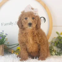 Lillian - Mini, a female Goldendoodle for sale in Goshen, IN – Photo 6 of 10