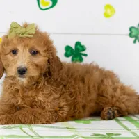 Lillian - Mini, a female Goldendoodle for sale in Goshen, IN – Photo 4 of 10