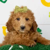 Lillian - Mini, a female Goldendoodle for sale in Goshen, IN – Photo 3 of 10