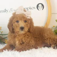 Lillian - Mini, a female Goldendoodle for sale in Goshen, IN – Photo 7 of 10
