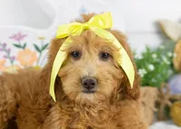 Lillian - Mini, a female Goldendoodle for sale in Goshen, IN – Photo 2 of 10