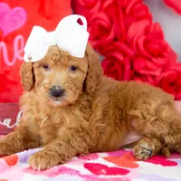 Lillian - Mini, a female Goldendoodle for sale in Goshen, IN – Photo 9 of 10