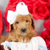 Lillian - Mini, a female Goldendoodle for sale in Goshen, IN – Photo 8 of 10