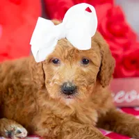Lillian - Mini, a female Goldendoodle for sale in Goshen, IN – Photo 10 of 10