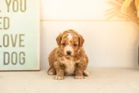 Honey - Mini, a female Goldendoodle for sale in Goshen, IN – 2 of 4