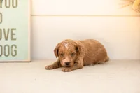 Katiedid - Mini, a female Goldendoodle for sale in Goshen, IN – 3 of 4