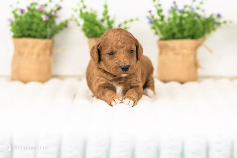 Lexy - Medium – Goldendoodle puppy for sale in Goshen, IN