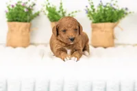 Lexy - Medium, a female Goldendoodle for sale in Goshen, IN – 1 of 3