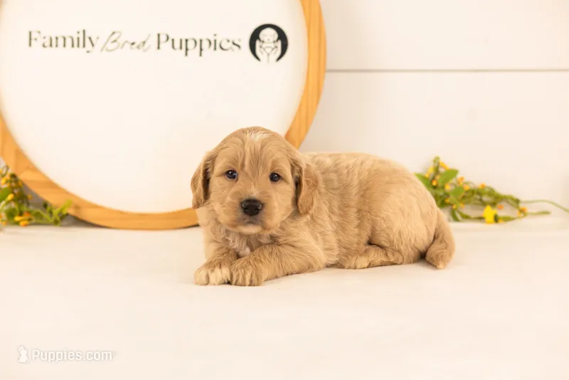 Bob - Medium – Goldendoodle puppy for sale in Goshen, IN
