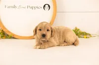 Bob - Medium, a male Goldendoodle for sale in Goshen, IN – 1 of 4