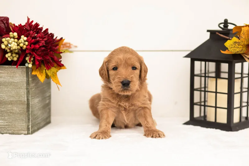 Scarecrow - Medium – Goldendoodle puppy for sale in Goshen, IN