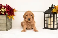Scarecrow - Medium, a male Goldendoodle for sale in Goshen, IN – 1 of 5