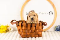 Eowyn - Medium, a female Goldendoodle for sale in Goshen, IN – 3 of 3