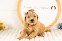 Eowyn - Medium, a female Goldendoodle for sale in Goshen, IN – 1 of 3
