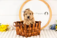 Eowyn - Medium, a female Goldendoodle for sale in Goshen, IN – 2 of 3