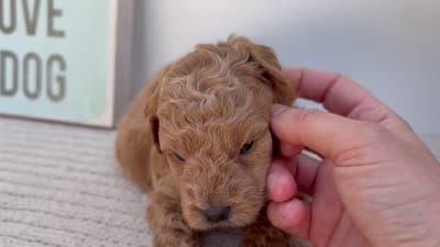 Bumble - Mini, a male Goldendoodle for sale in Goshen, IN – 4 of 4