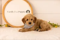 Ethan - Medium, a male Goldendoodle for sale in Goshen, IN – 2 of 8