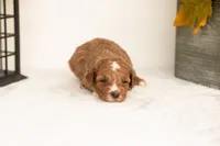 Jade - Micro, a female Goldendoodle for sale in Goshen, IN – 3 of 5
