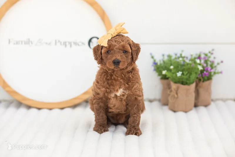 Mallory - Mini – Miniature Goldendoodle puppy for sale in Goshen, IN
