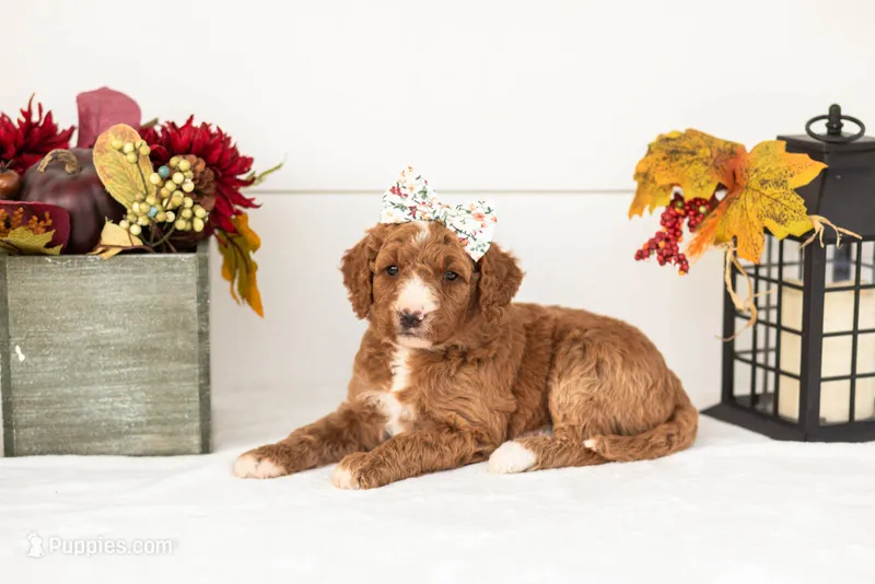 Evelyn - Medium – Goldendoodle puppy for sale in Goshen, IN