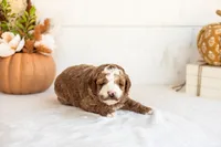 Newton - Micro, a male Goldendoodle for sale in Goshen, IN – 1 of 4