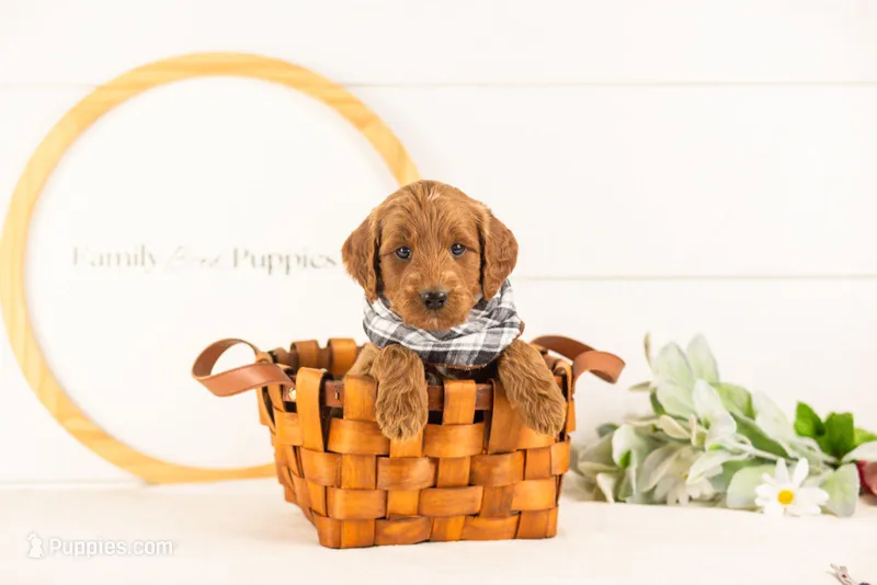 Teton - Mini – Miniature Goldendoodle puppy for sale in Goshen, IN
