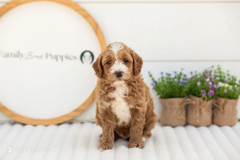 Mac - Mini – Miniature Goldendoodle puppy for sale in Goshen, IN