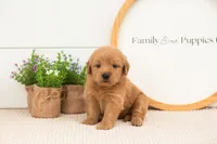 Esme - Medium, a female Goldendoodle for sale in Goshen, IN – 1 of 7