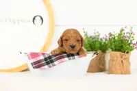 Doody - Medium, a male Goldendoodle for sale in Goshen, IN – 3 of 4