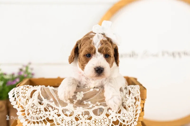 Lucy - Medium – Goldendoodle puppy for sale in Goshen, IN