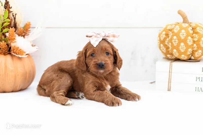 Dottie - Micro – Goldendoodle puppy for sale in Goshen, IN