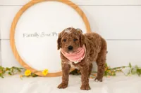 Char - Mini, a male Miniature Goldendoodle for sale in Goshen, IN – 3 of 3