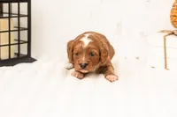 Rose - Micro, a female Goldendoodle for sale in Goshen, IN – 2 of 4