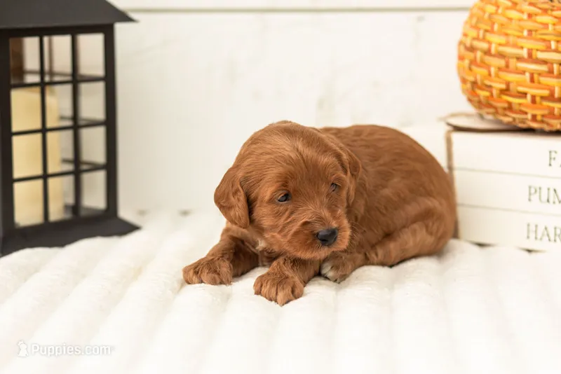 Blanche - Micro – Goldendoodle puppy for sale in Goshen, IN