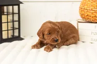 Blanche - Micro, a female Goldendoodle for sale in Goshen, IN – 1 of 4