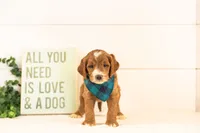 Abel - Medium, a male Goldendoodle for sale in Goshen, IN – 2 of 3