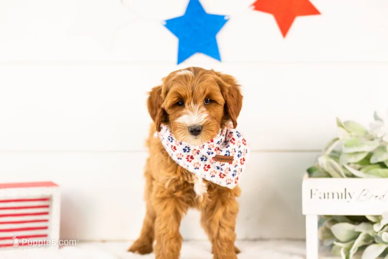 Fido - Mini – English Goldendoodle puppy for sale in Goshen, IN