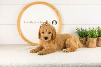 Marty -  Medium, a female Goldendoodle for sale in Goshen, IN – 2 of 10