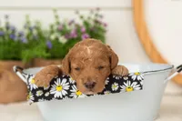 Liberty - Mini, a female Miniature Goldendoodle for sale in Goshen, IN – 2 of 3