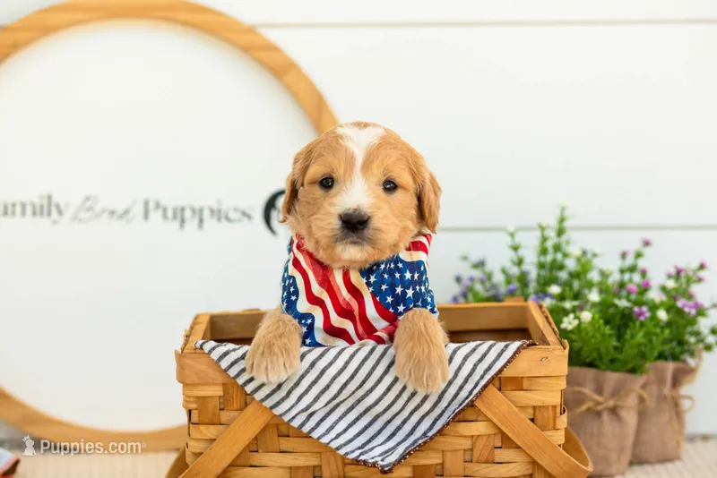Danny - Medium – Goldendoodle puppy for sale in Goshen, IN