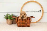 Easton - Medium, a male Goldendoodle for sale in Goshen, IN – 3 of 6