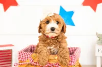 Mary - Mini, a female Miniature Goldendoodle for sale in Goshen, IN – 3 of 3