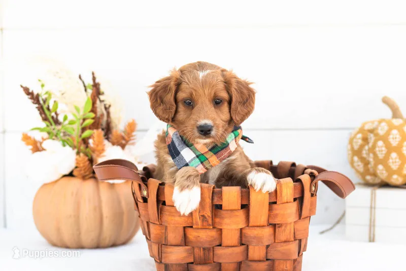 Caviar - Mini – Goldendoodle puppy for sale in Goshen, IN