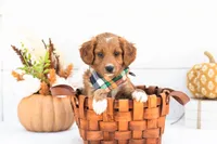 Caviar - Mini, a male Goldendoodle for sale in Goshen, IN – 1 of 3