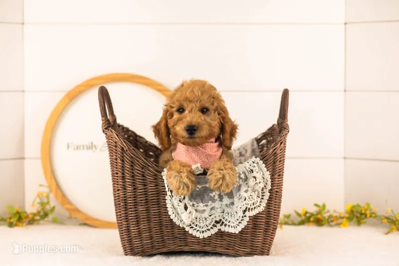Rainer - mini – Miniature Goldendoodle puppy for sale in Goshen, IN