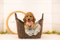 Rainer - mini, a male Miniature Goldendoodle for sale in Goshen, IN – 1 of 10