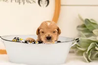 Ethan - Medium, a male Goldendoodle for sale in Goshen, IN – 3 of 3
