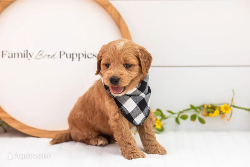 Barley - Medium – Goldendoodle puppy for sale in Goshen, IN